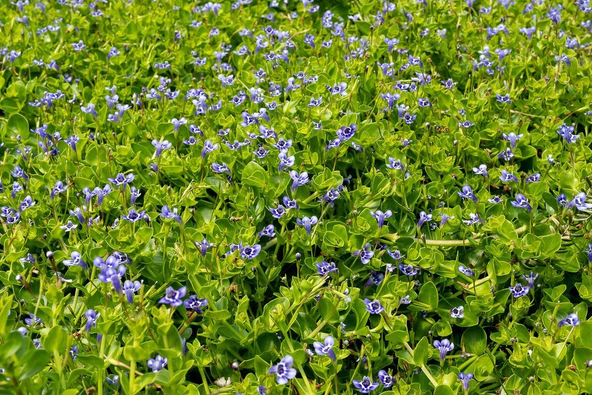 Blue Moneywort - Image 2