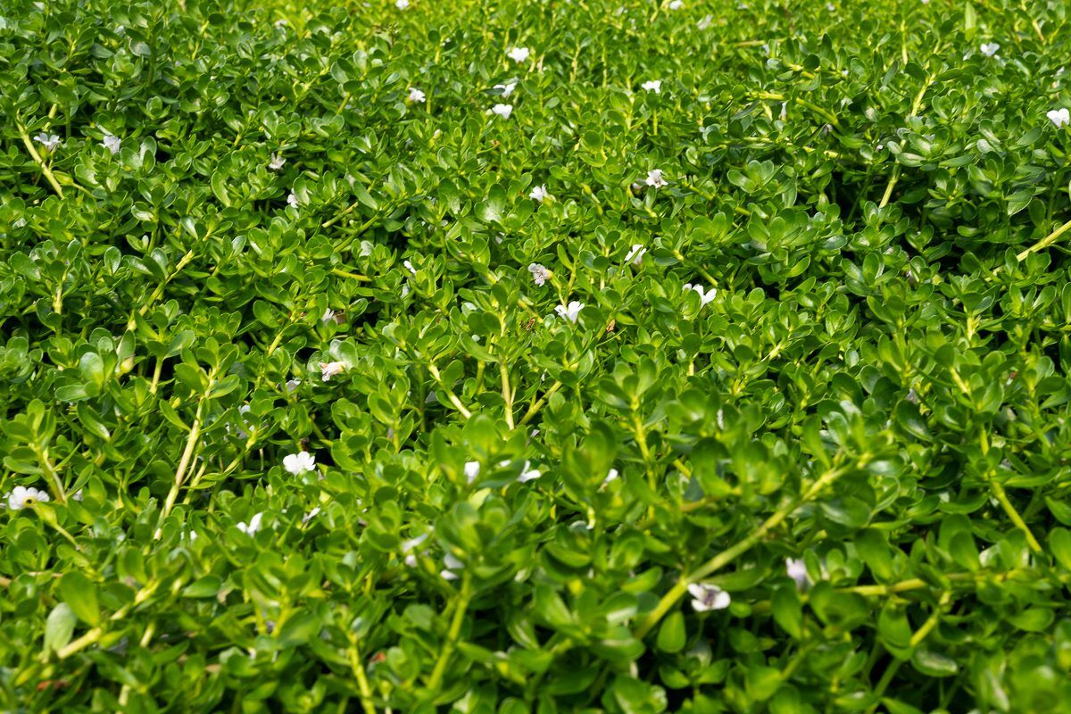 Moneywort Bacopa - Image 2