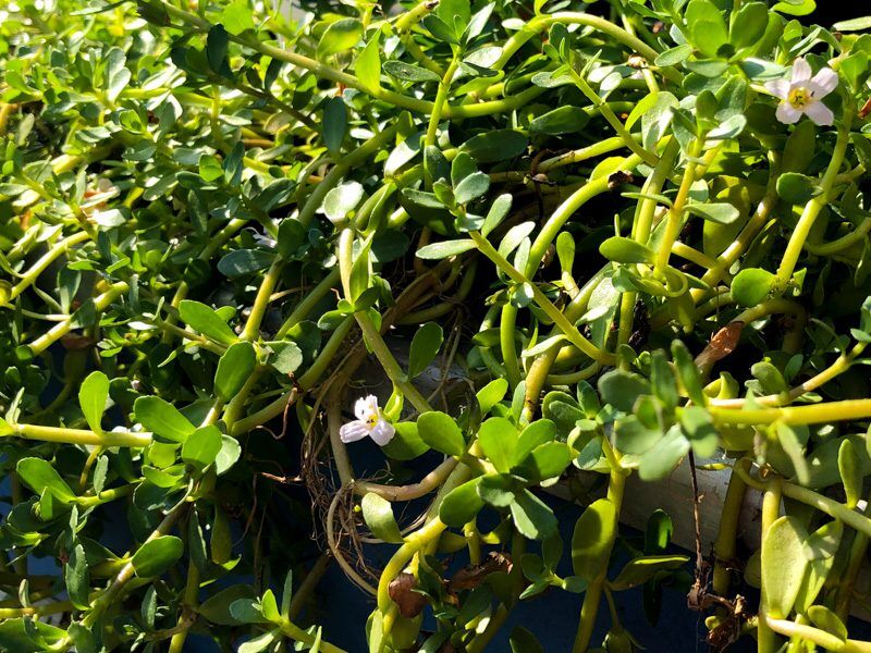 Moneywort Bacopa - Image 4