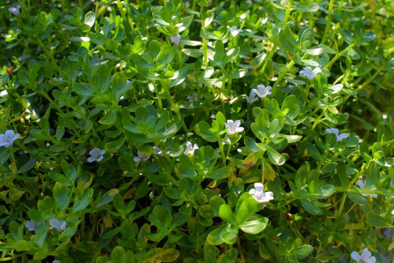 Moneywort Bacopa - Image 3