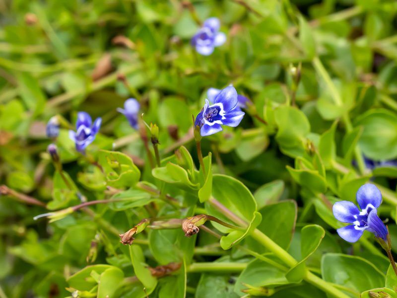 Blue Moneywort
