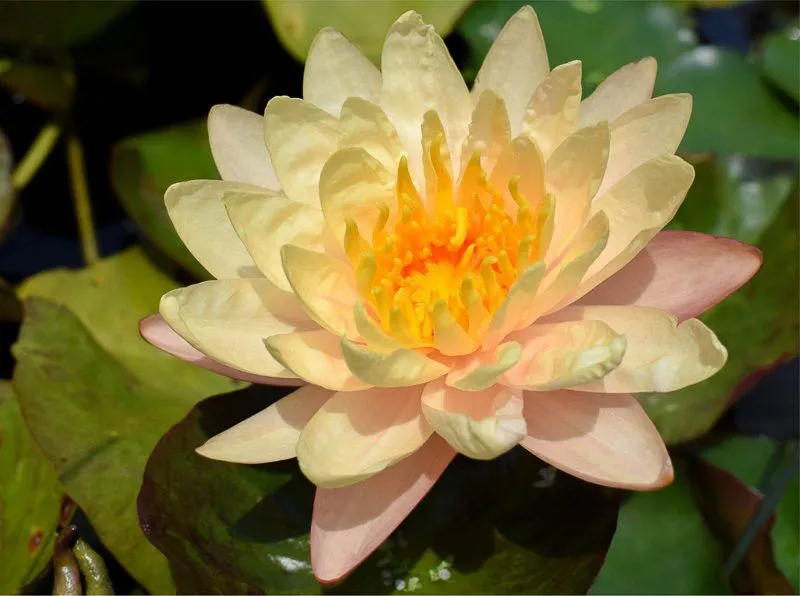 Mangkala Ubol Hardy Waterlily
