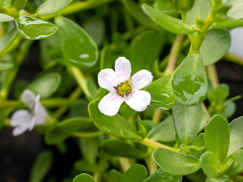 Moneywort Bacopa - Image 5