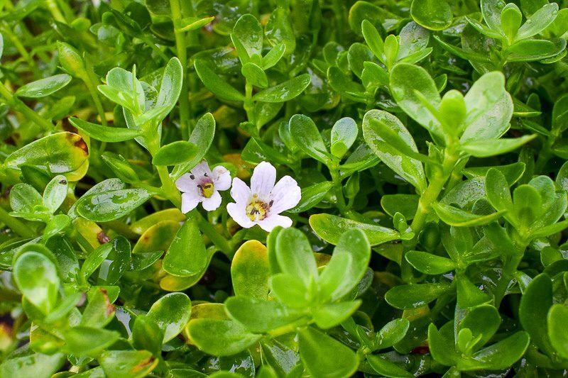 Moneywort Bacopa