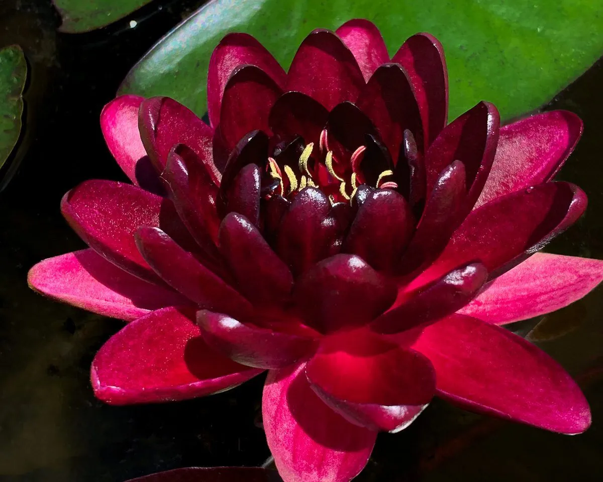 Black Princess Hardy Waterlily