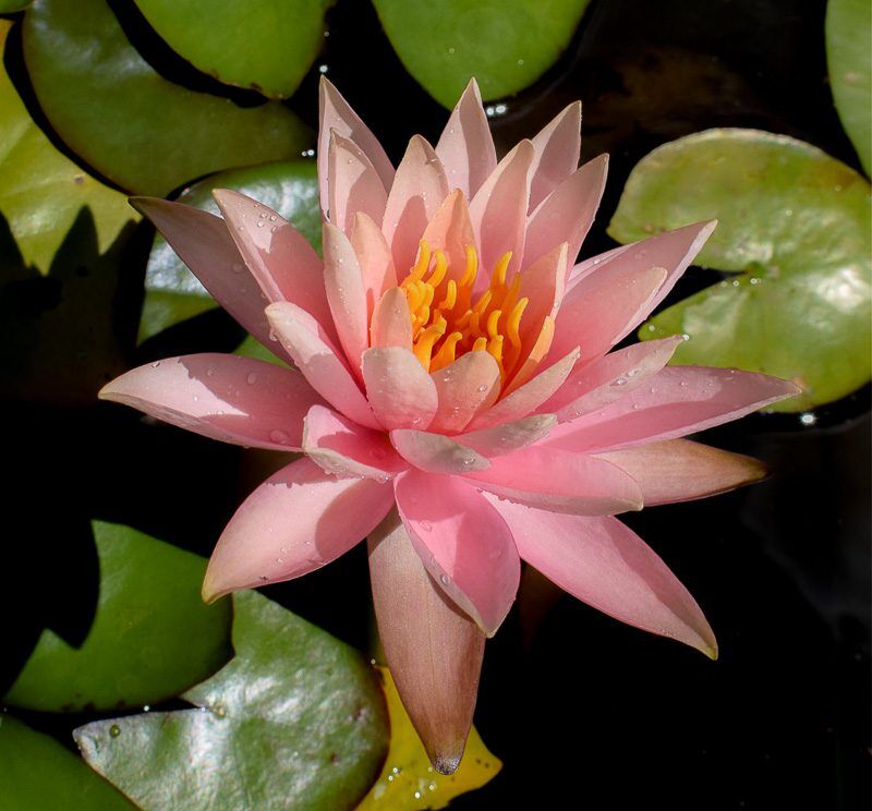 Colorado Hardy Waterlily