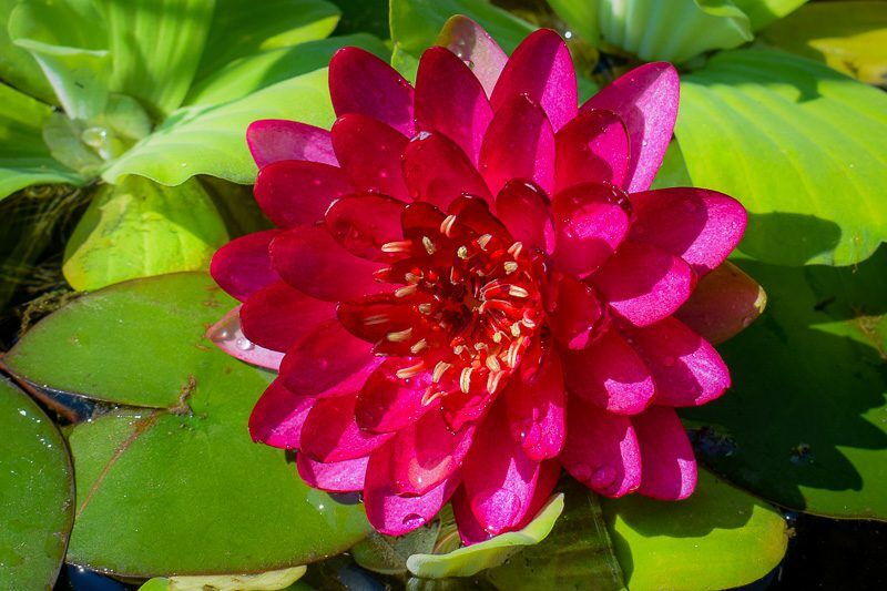 Manee Red Hardy Waterlily