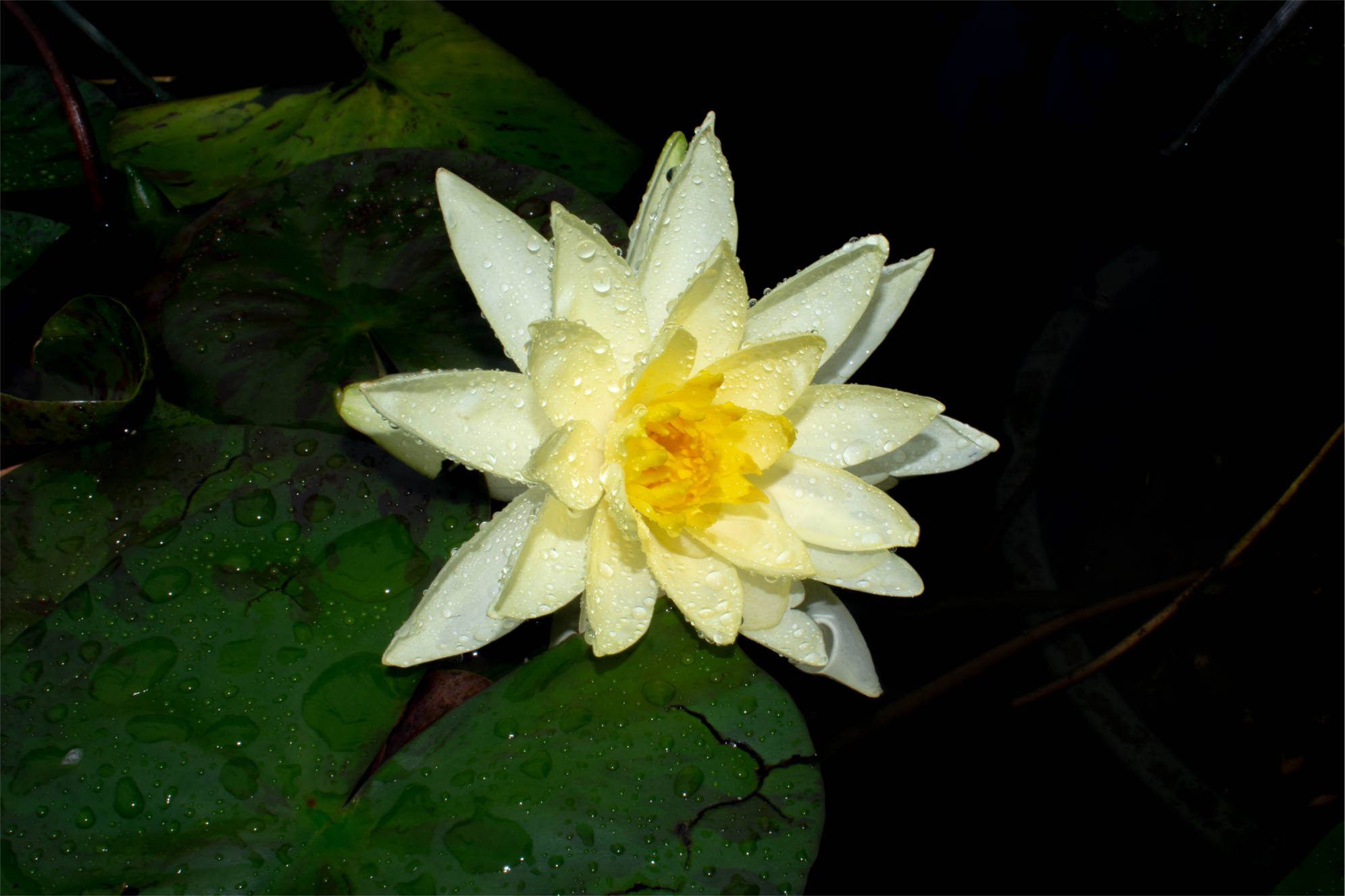 Joey Tomocik Hardy Waterlily - Image 2