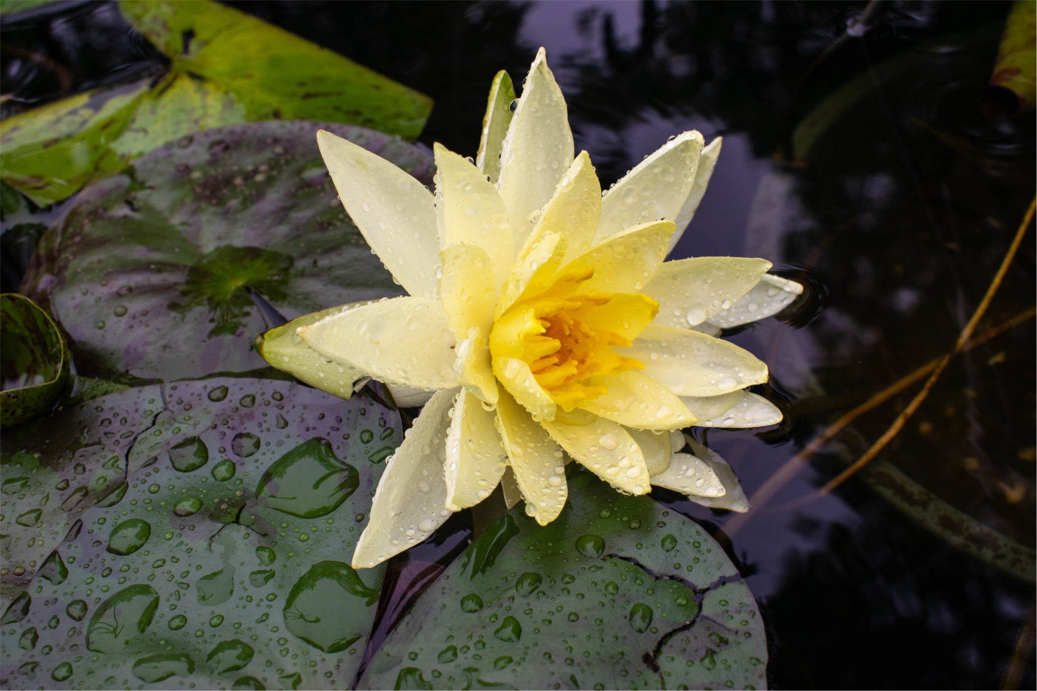 Nymphaea 'Joey Tomocik'