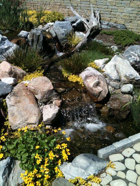 Marsh Marigold - Image 3
