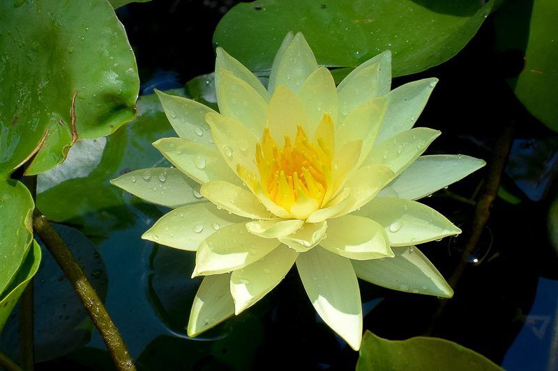 Joey Tomocik Hardy Waterlily