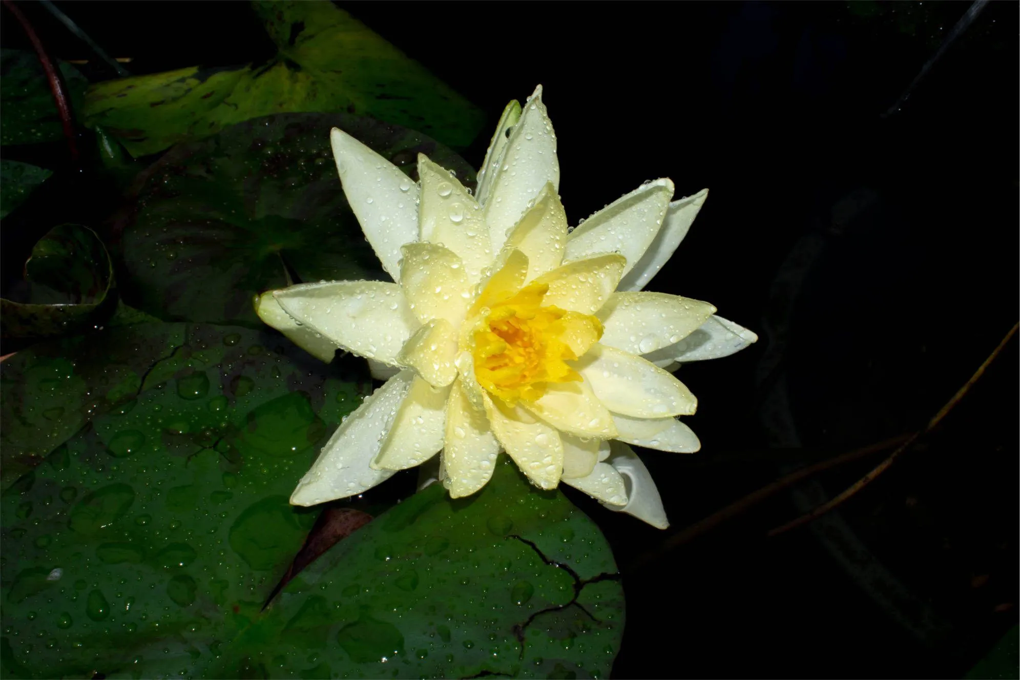 Joey Tomocik Hardy Waterlily - Image 2