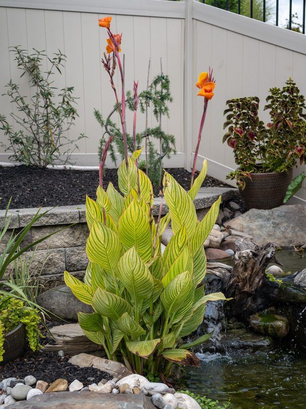 Bengal Tiger Canna - Image 2