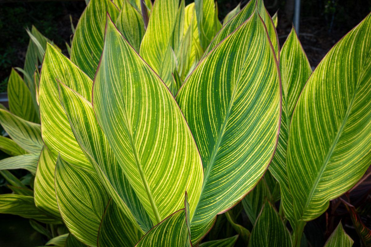 Bengal Tiger Canna - Image 3