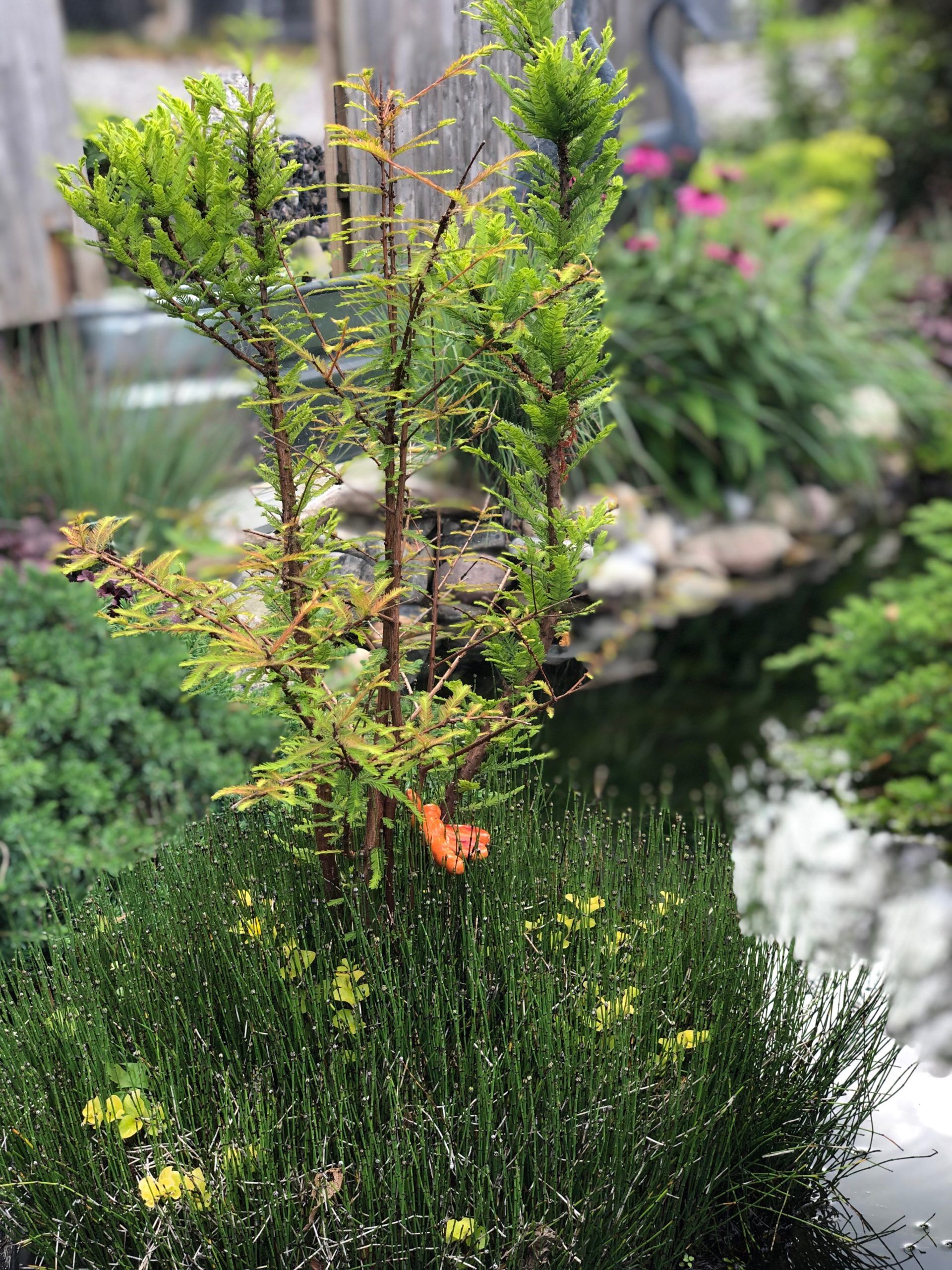 Bald Cypress - Image 3