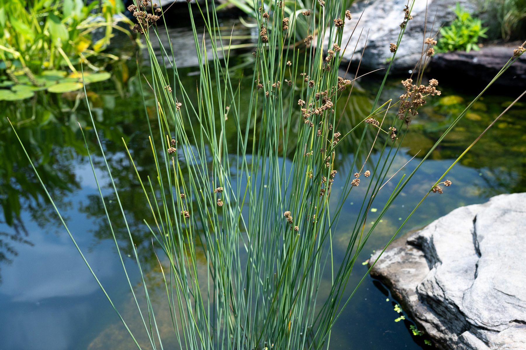 Blue Rush - Image 2