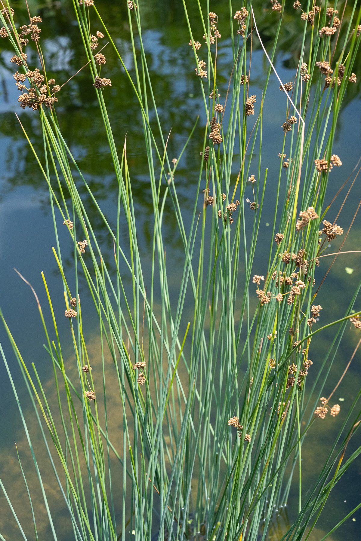 Blue Rush - Image 3