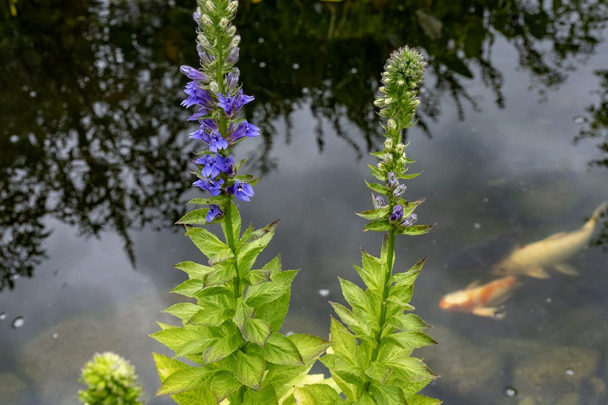 Blue Cardinal Flower