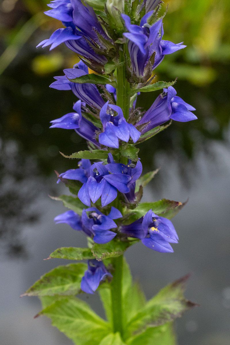 Blue Cardinal Flower - Image 2
