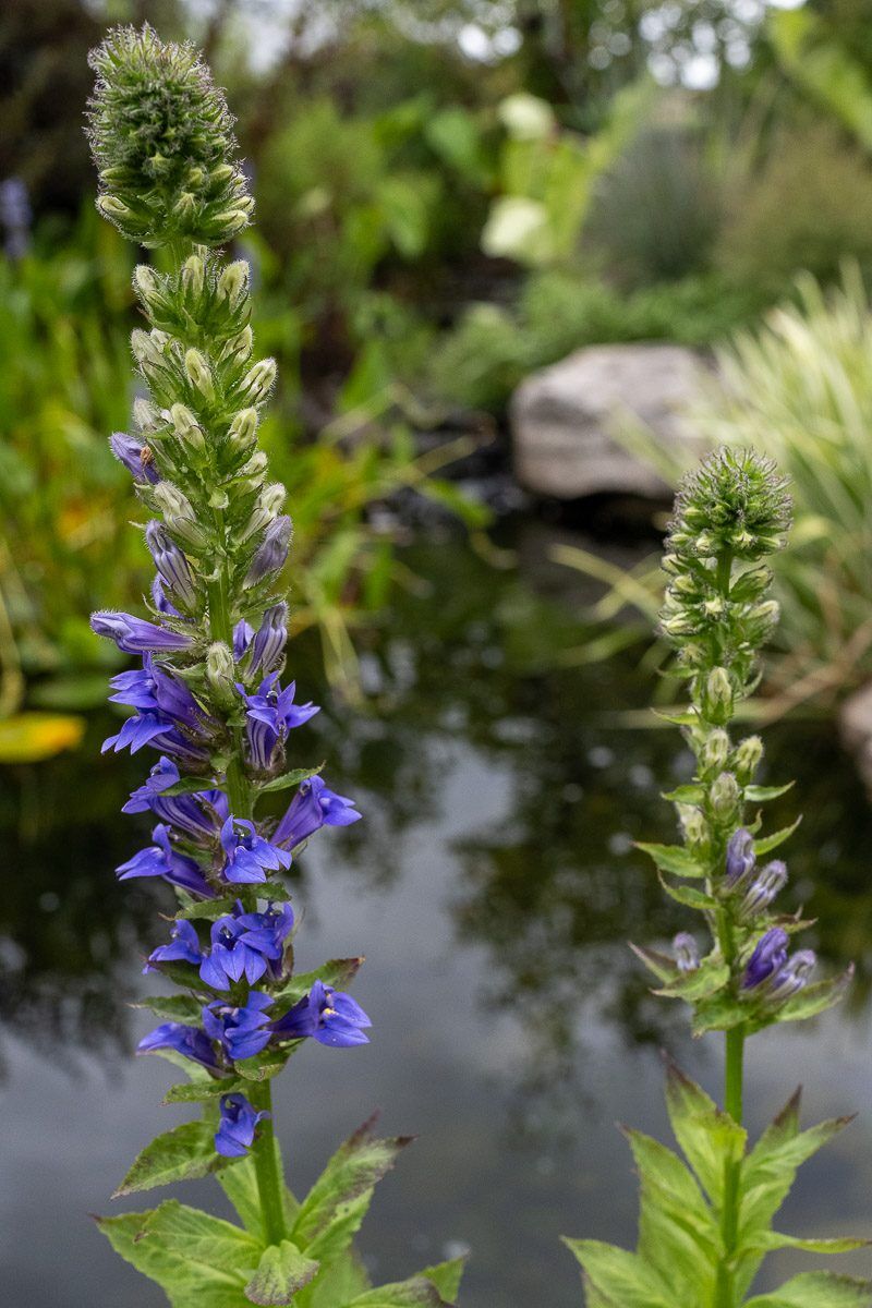 Blue Cardinal Flower - Image 3