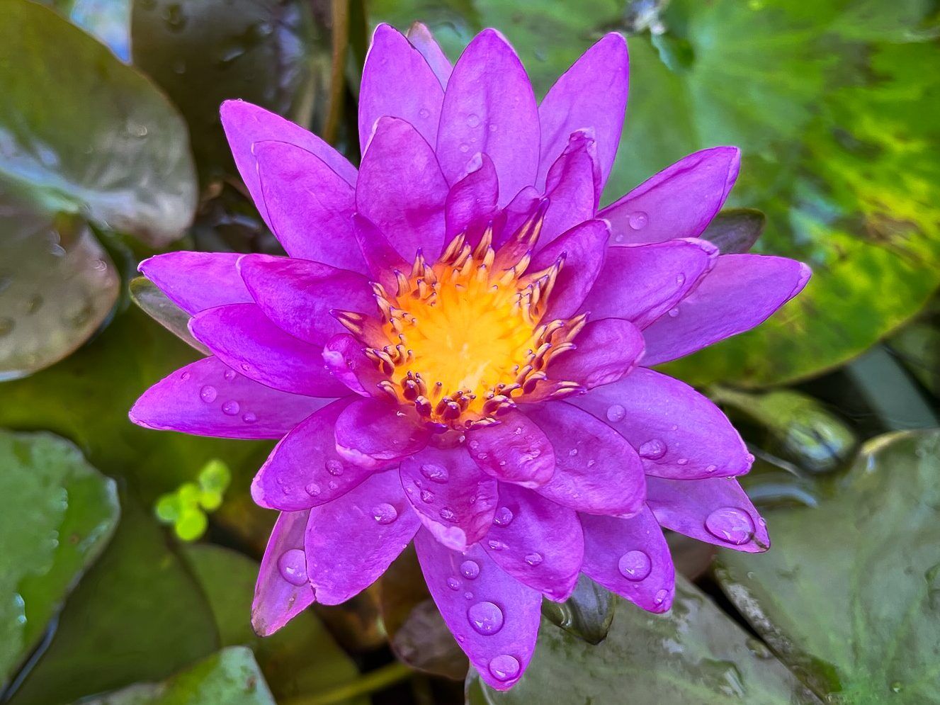 Violicious Hardy Waterlily (Purple Hybrid) - Image 2