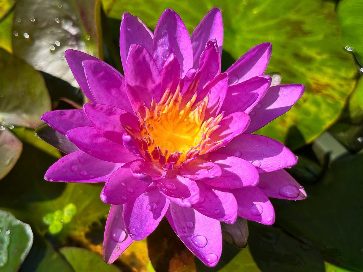 Violicious Hardy Waterlily (Purple Hybrid)