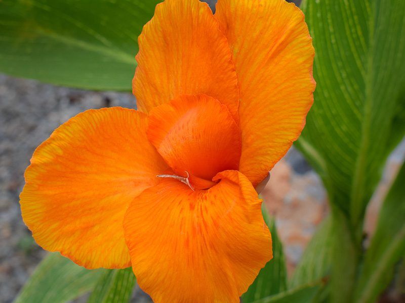 Bengal Tiger Canna