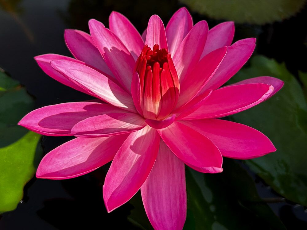 Emily Grant Hutchings Tropical Waterlily