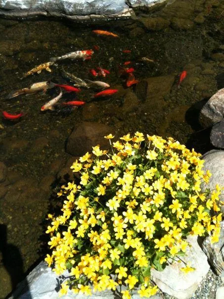 Marsh Marigold - Image 2