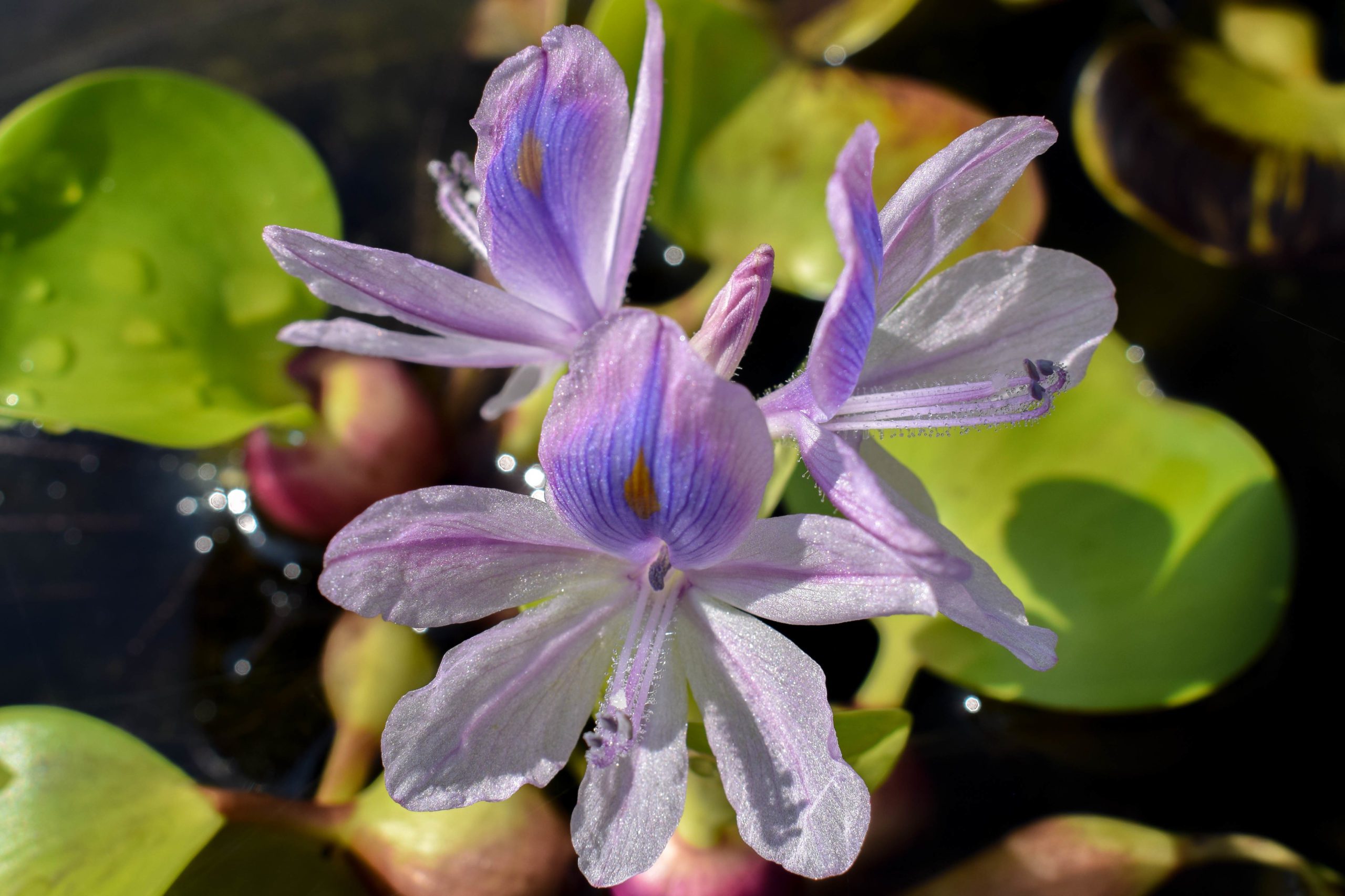 Water Hyacinths (Auto-Ship Available) - Image 3