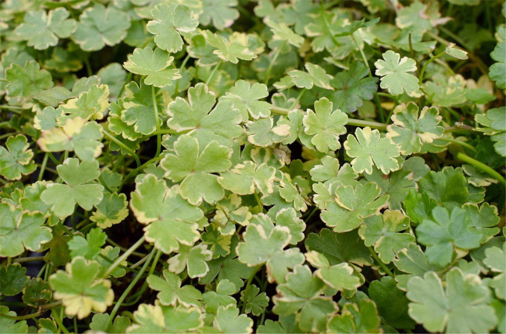 Variegated Pennywort
