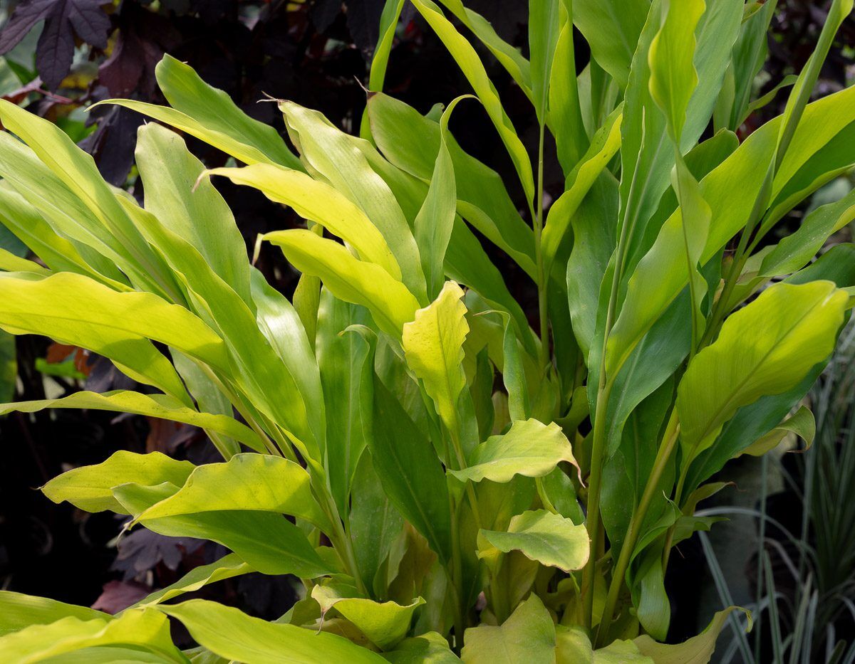 Cardamom