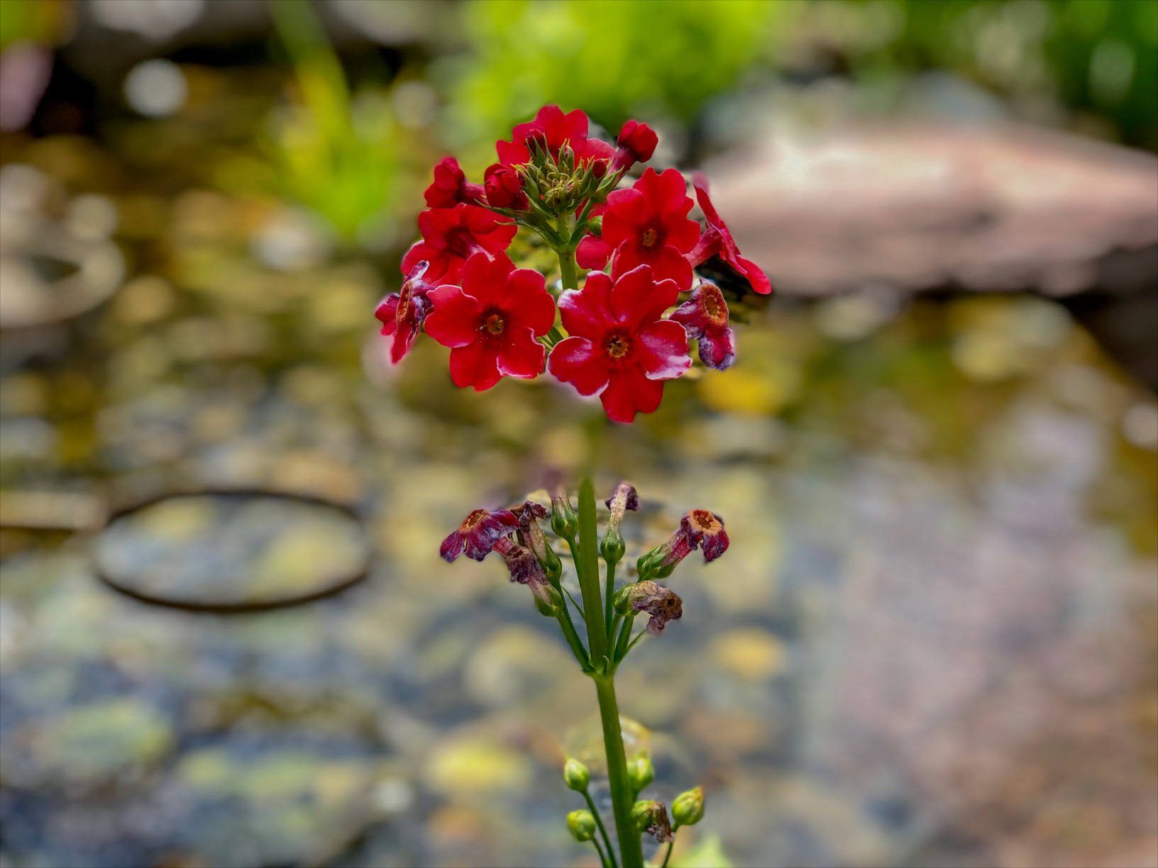 Japanese Primrose - Image 2