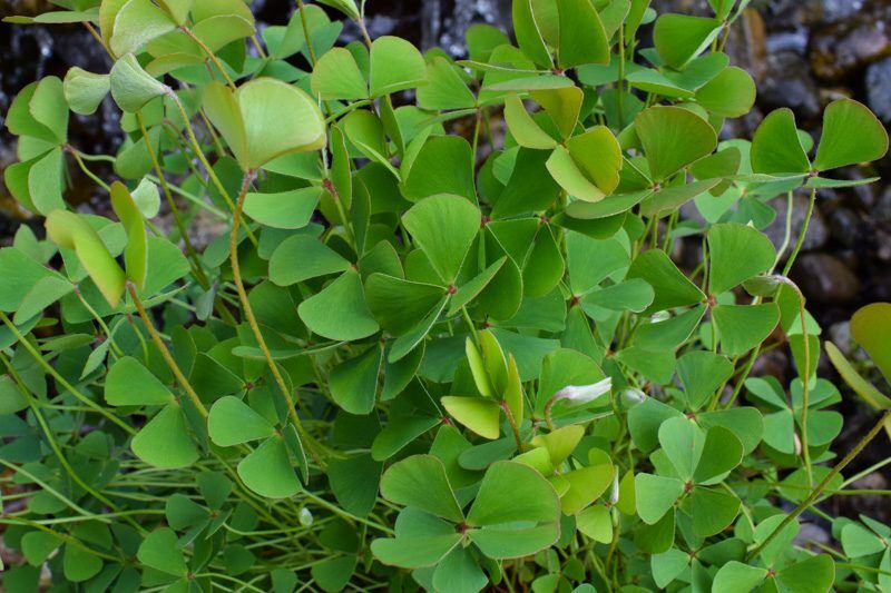 Four Leaf Water Clover
