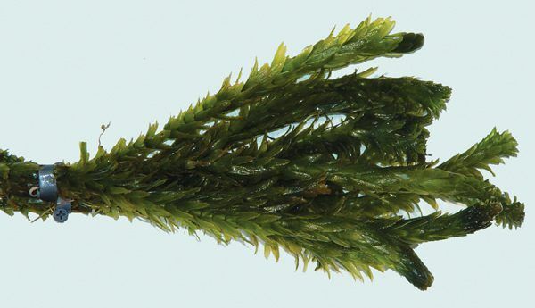 Anacharis