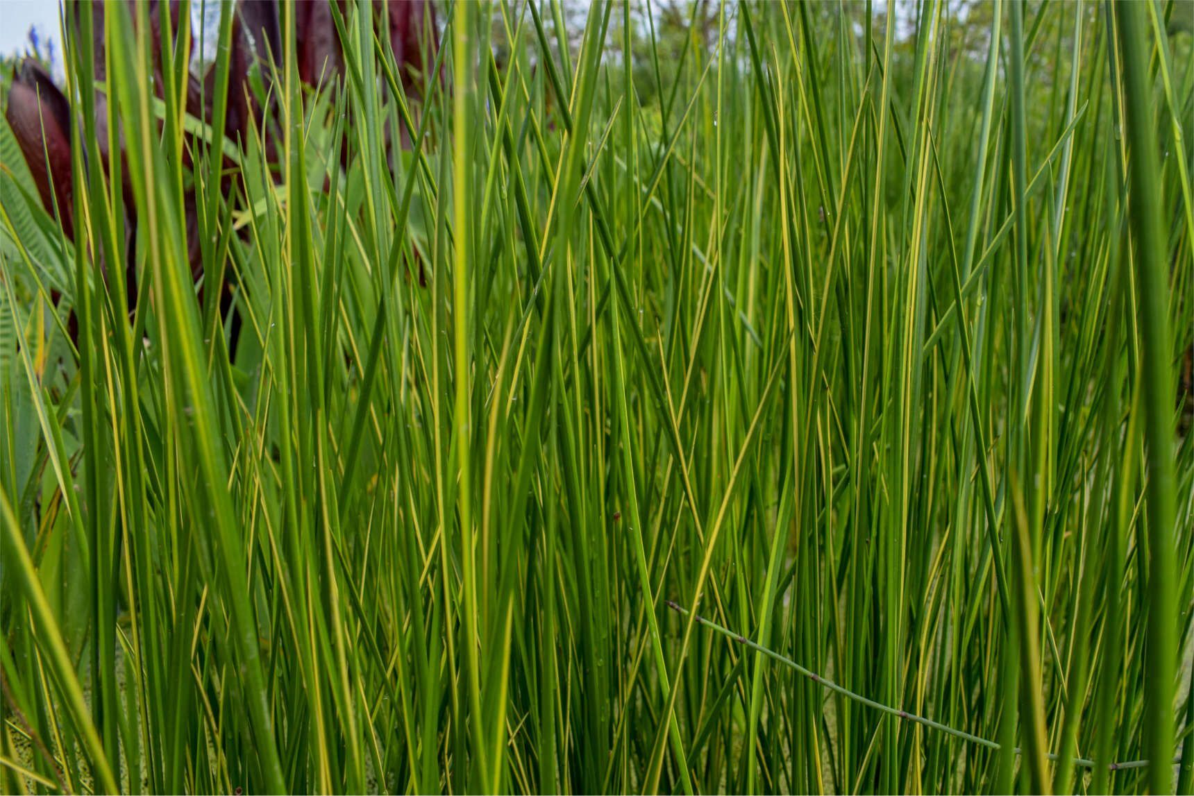 Variegated Striped Rush