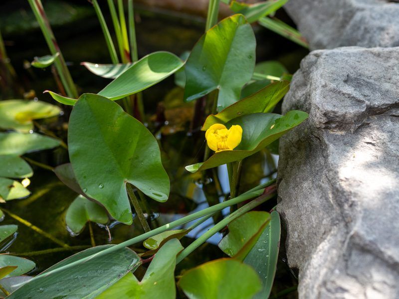 Spatterdock - Image 3