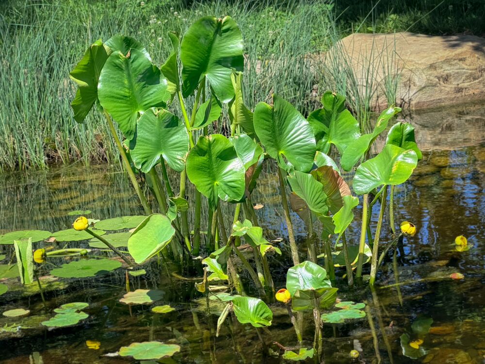 Spatterdock - Image 2