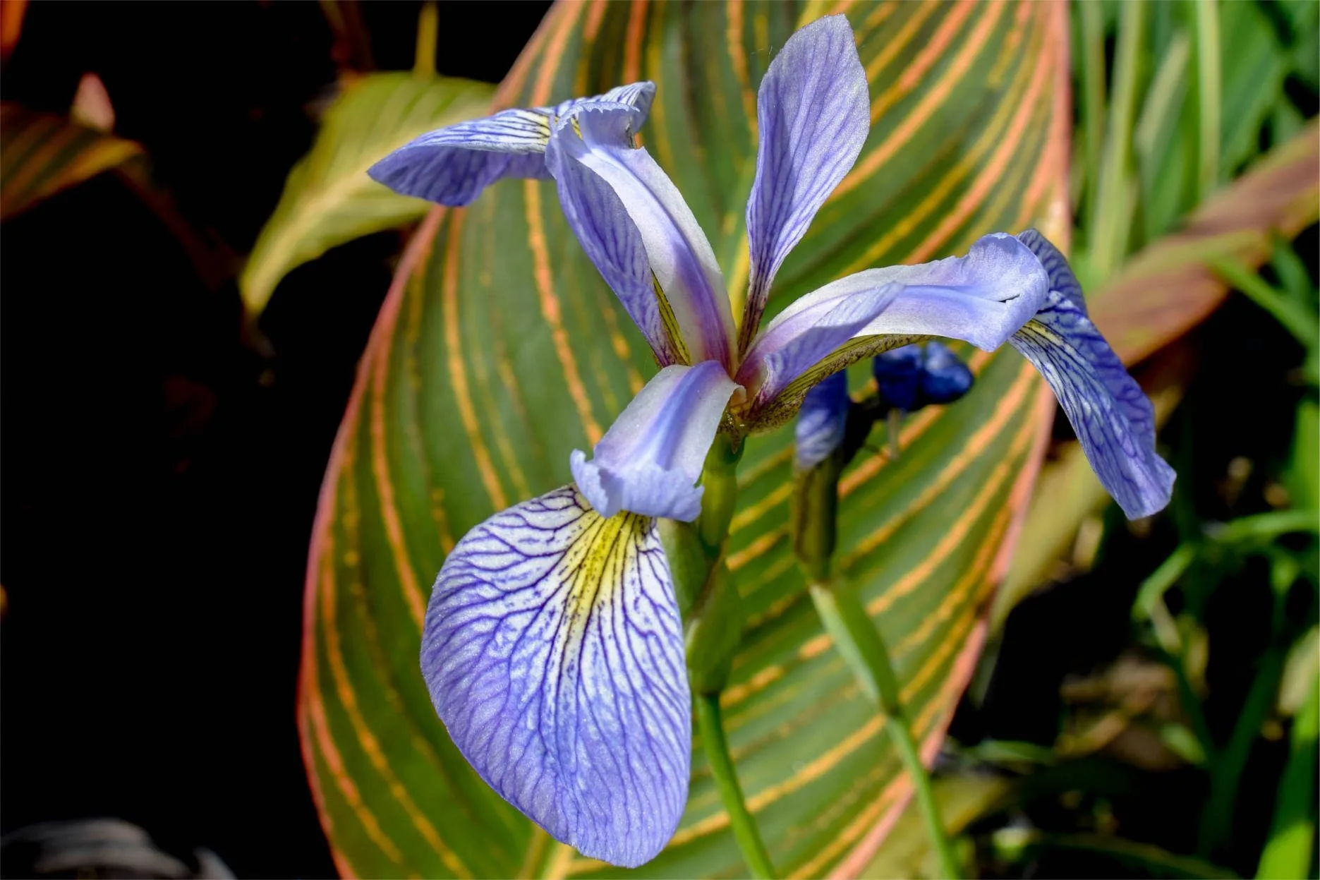 Blue Flag Iris