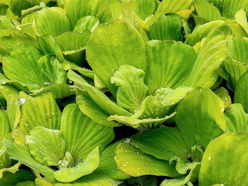 Water Lettuce (Auto-Ship Available)