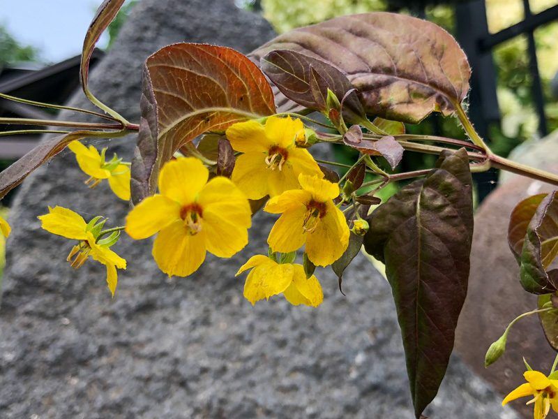 Lysimachia 'Firecracker' - Image 3