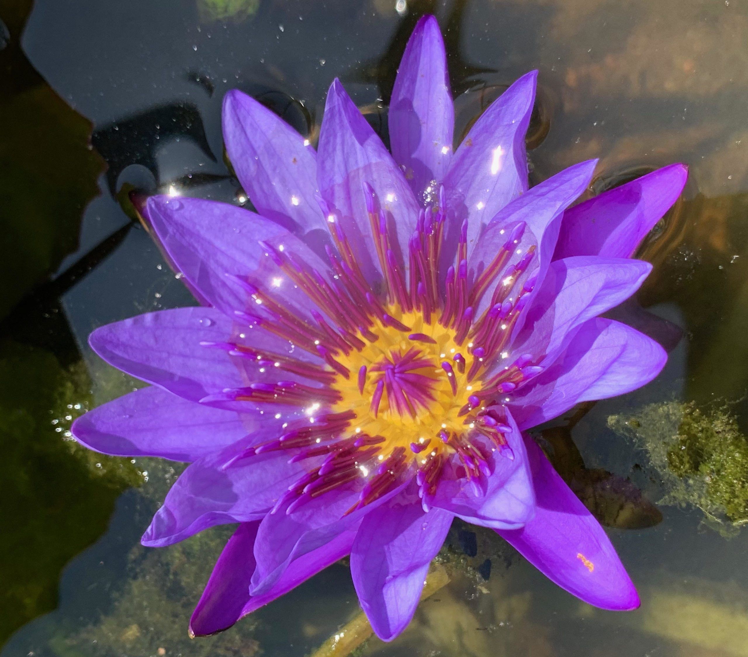 Director George T. Moore Tropical Waterlily - Image 2