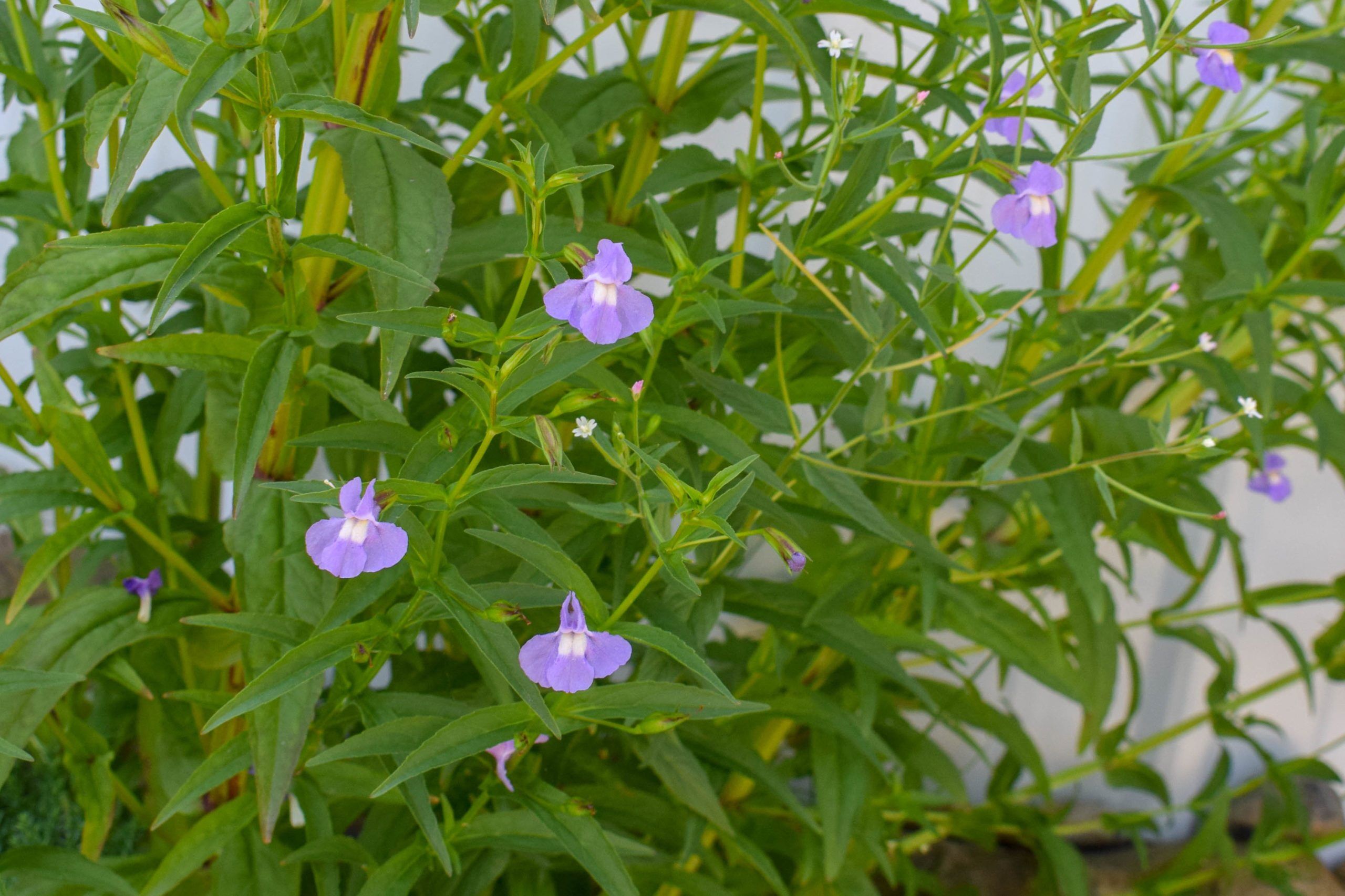 Lavender Musk - Image 2