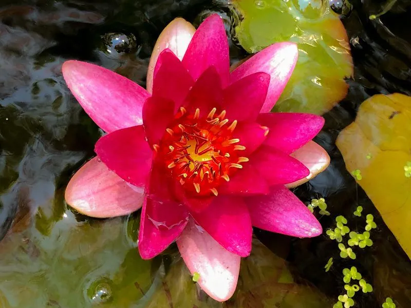 Laydekeri Fulgens Hardy Waterlily