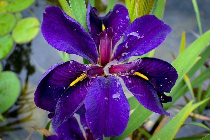 Black Gamecock Iris