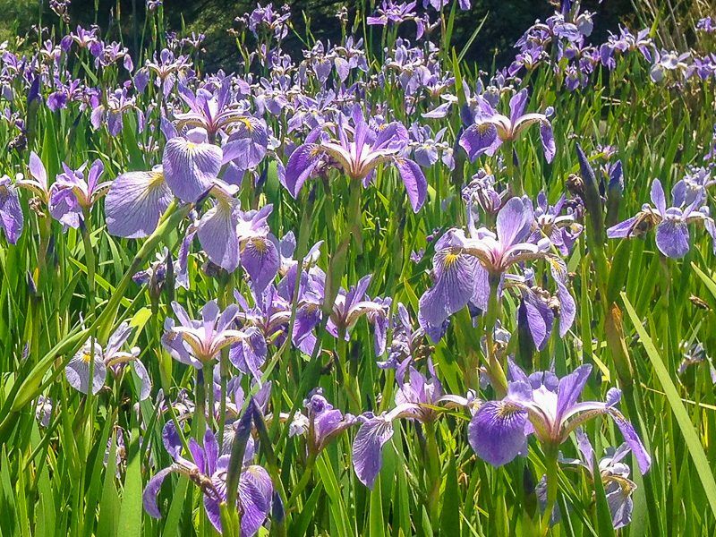 Blue Flag Iris