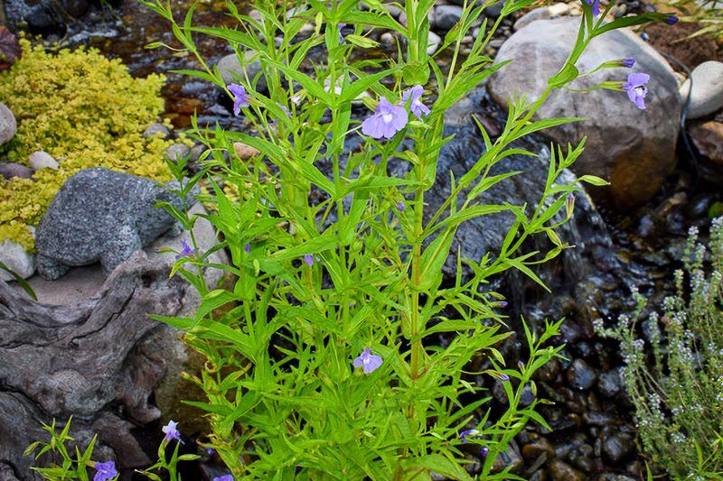 Lavender Musk
