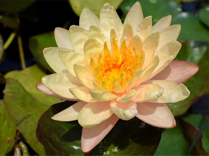 *Grower's Choice Hardy Waterlilies - Peach