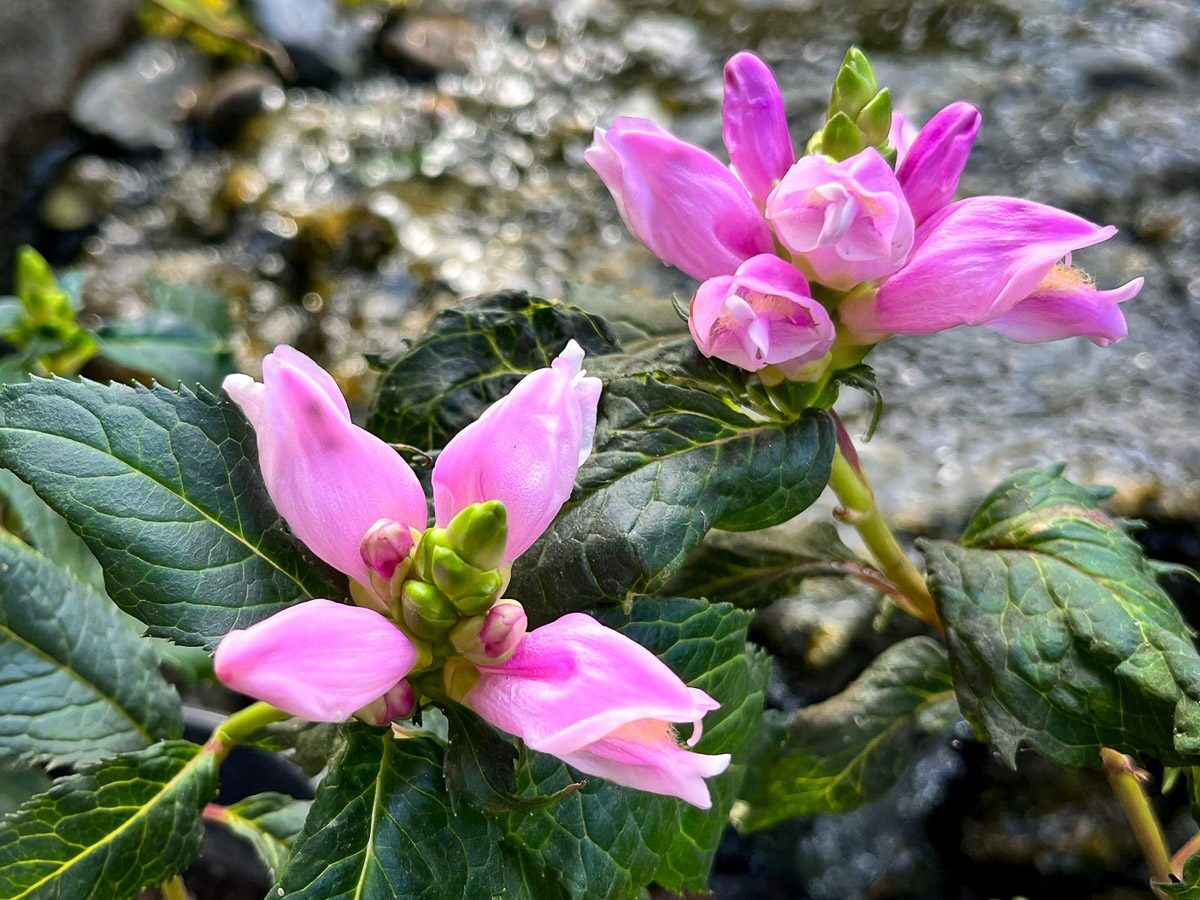 Hot Lips Turtlehead