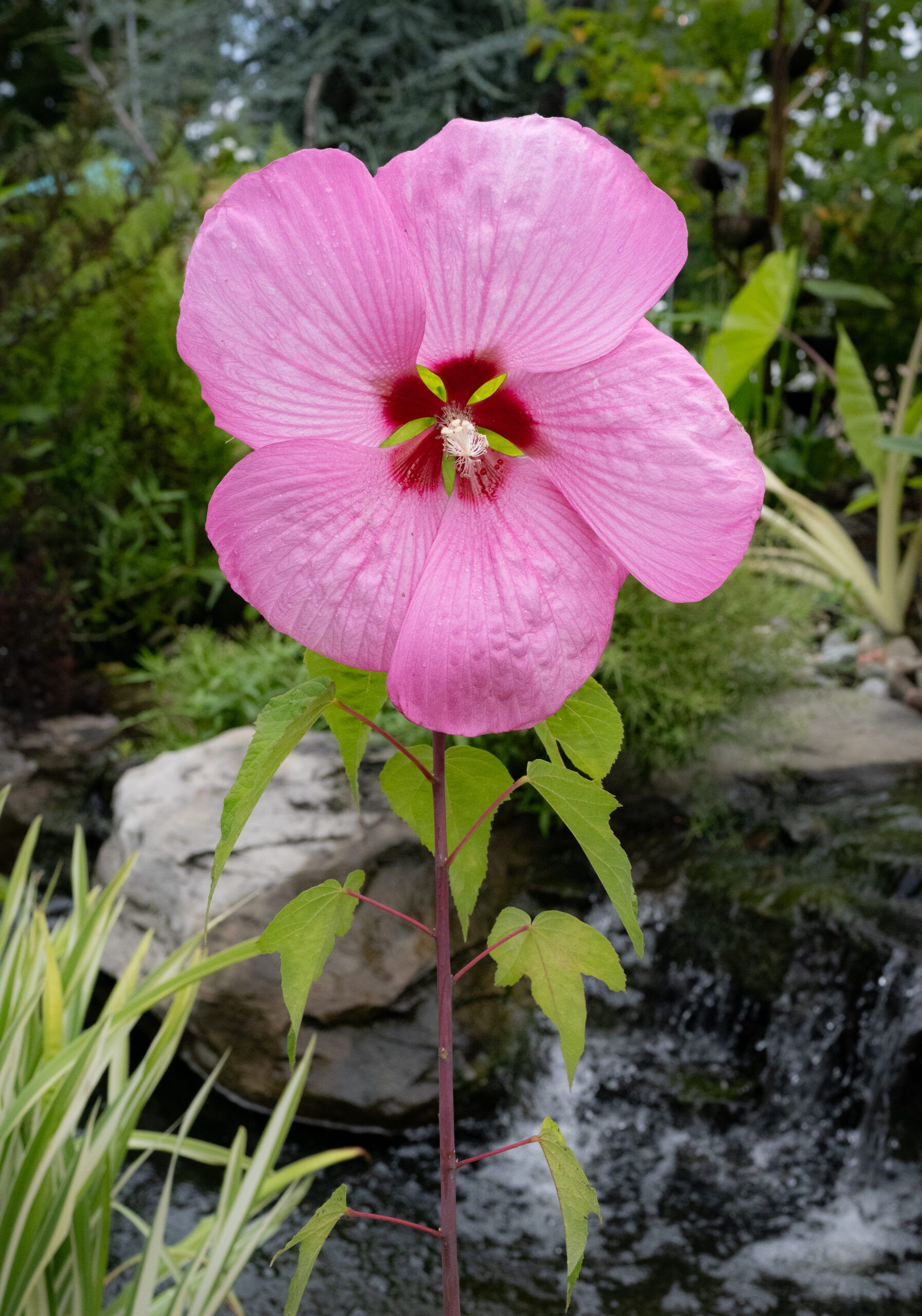 Fantasia Hibiscus - Image 2